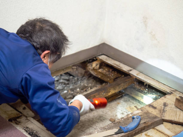 Professional Mold Removal in Emmett, ID