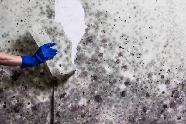Best Attic Mold Removal  in Emmett, ID